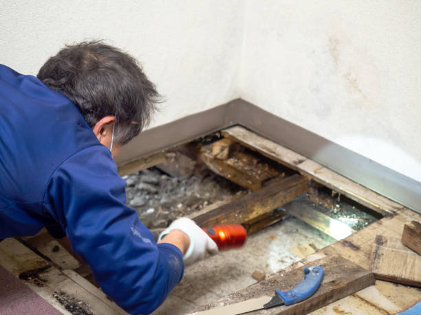 Best Professional Mold Removal  in Ringwood, NJ