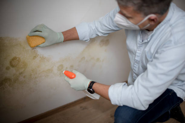 Best Mold Inspection  in Ringwood, NJ