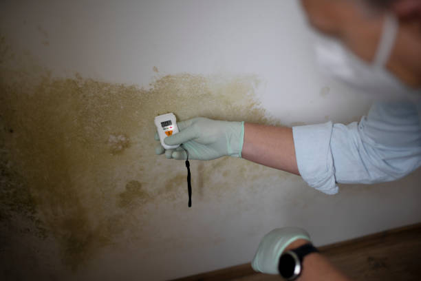 Best Attic Mold Removal  in Ringwood, NJ