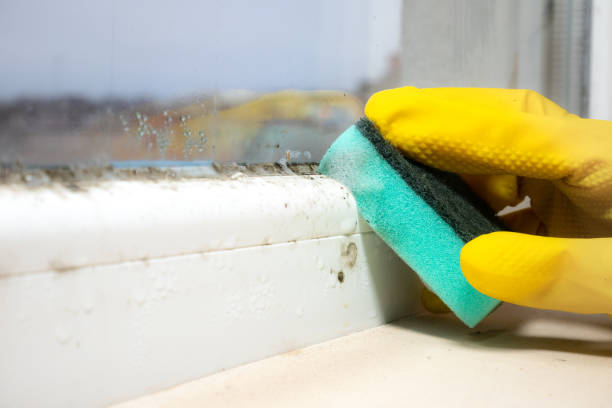 Best Mold Removal Company Near Me  in Ringwood, NJ