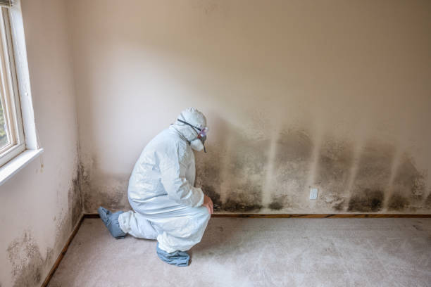 Best Mold Cleaning Services  in Ringwood, NJ