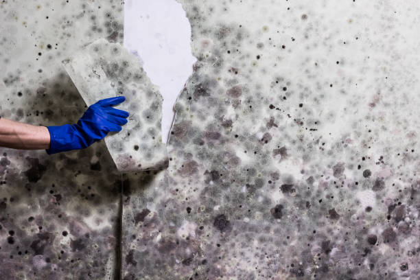 Best Residential Mold Removal  in Ringwood, NJ