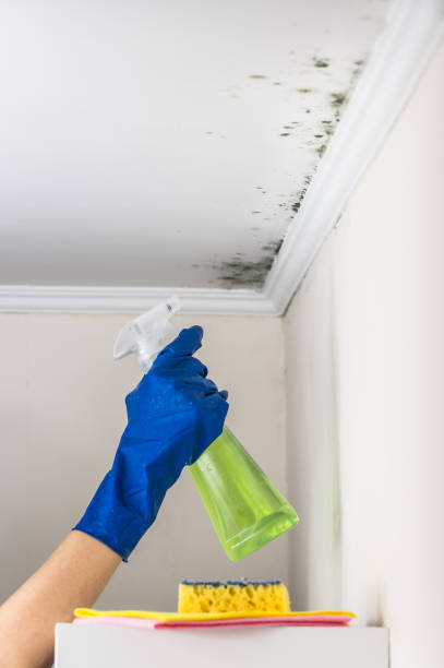 Best Mold Remediation  in Ringwood, NJ