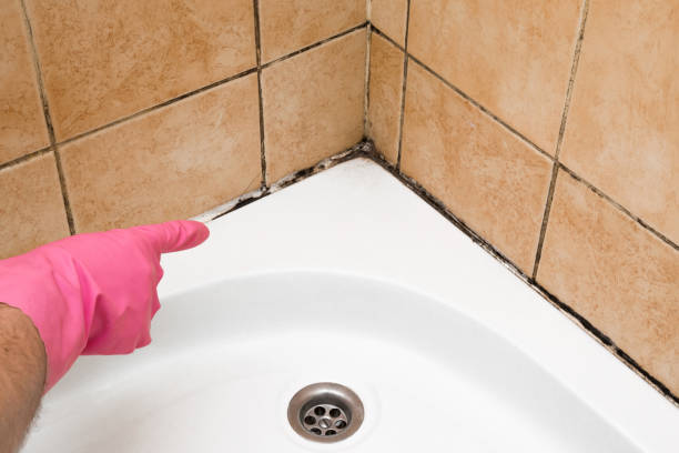 Best Emergency Mold Removal  in Ringwood, NJ